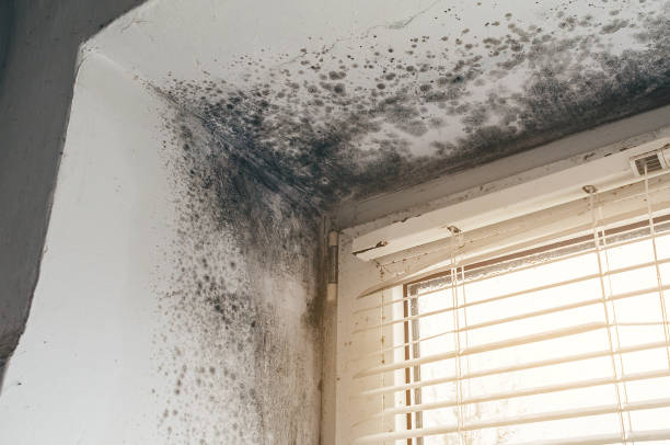 Affordable Bathroom Mold Removal solutions in Dunkirk, NY